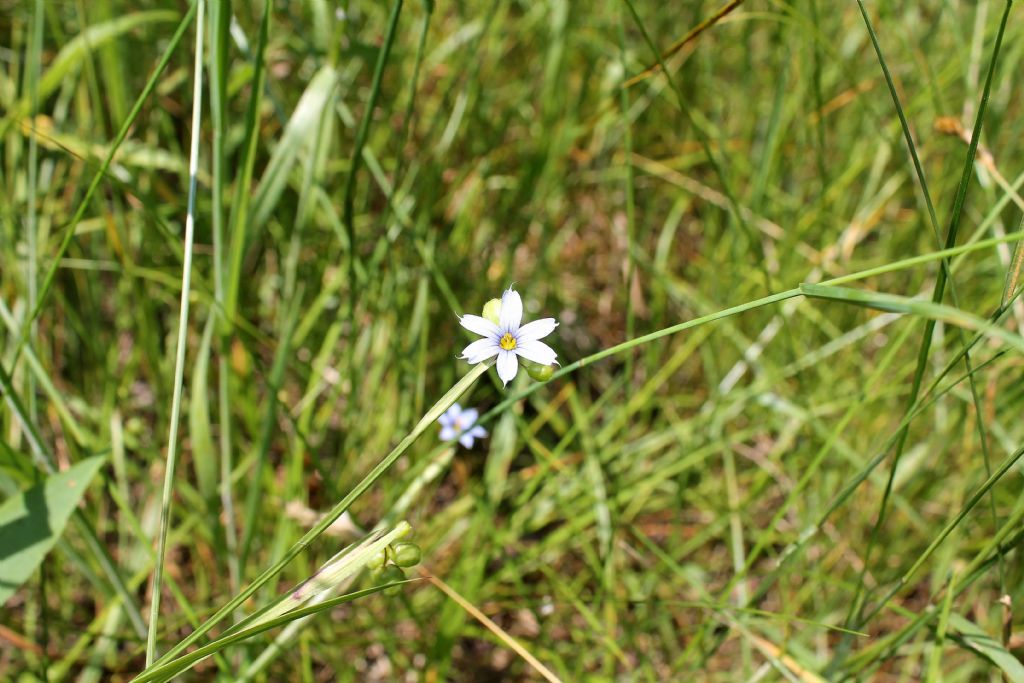 Sisyrinchium montanum